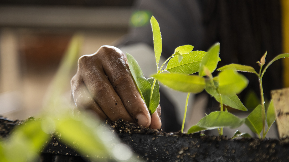 Imagem_Divulgação_Suzano