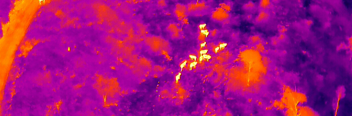 Monitoramento noturno Veracel  (1)