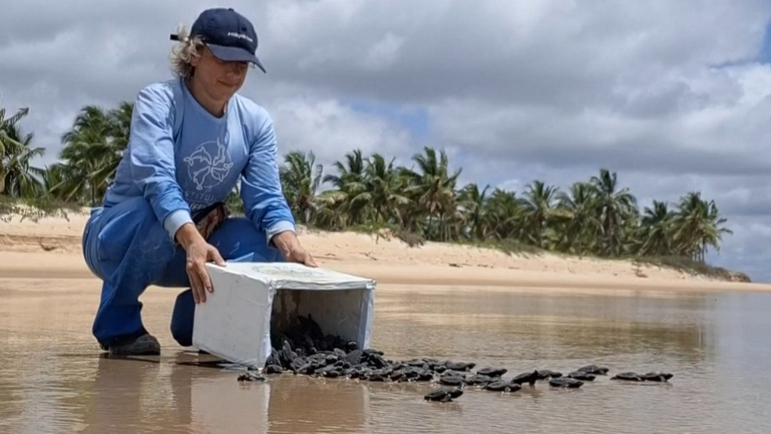 Nascimento tartarugas - Monitoramento realizado pela Veracel e execução do Instituto Mamíferos Aquáticos (IMA)  (4)