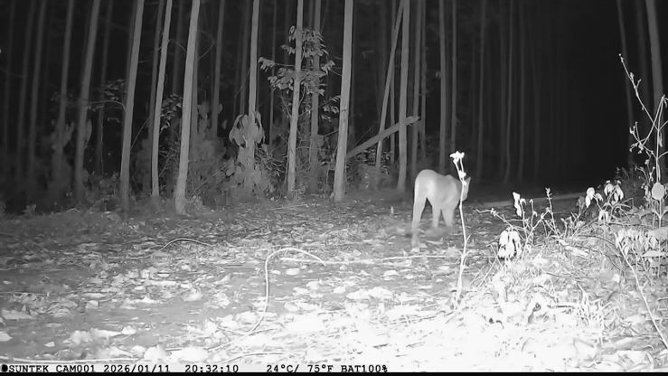 Onça-parda em área da Bracell na Bahia - Imagem - Acervo Bracell
