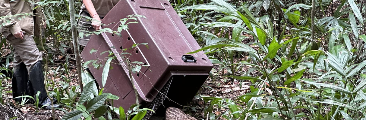 Soltura de Jaguatiricas - Foto - Acervo Sabin