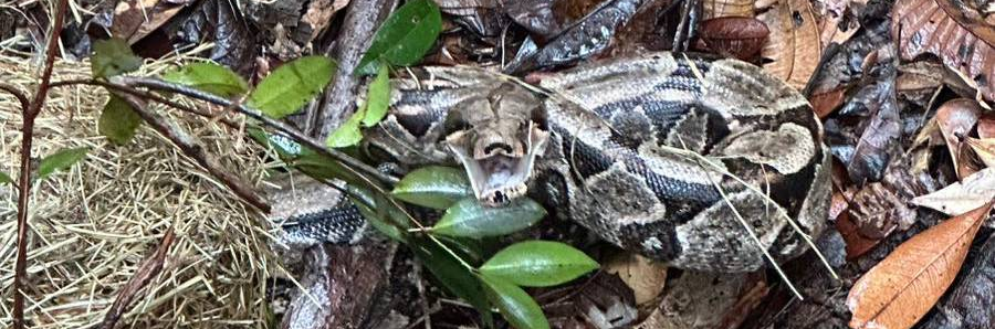 Soltura de animais silvestres - Foto - Acervo Bracell