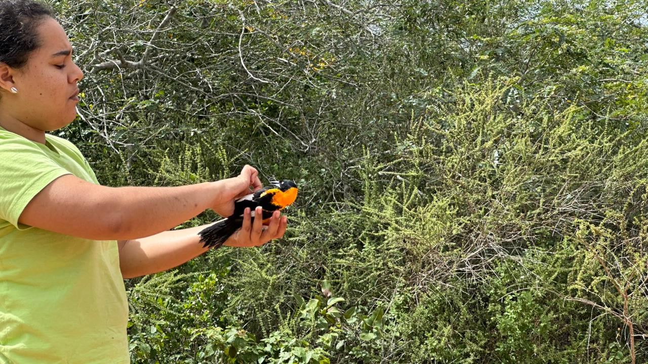 Soltura de aves silvestres - Foto - Acervo Bracell  (2)