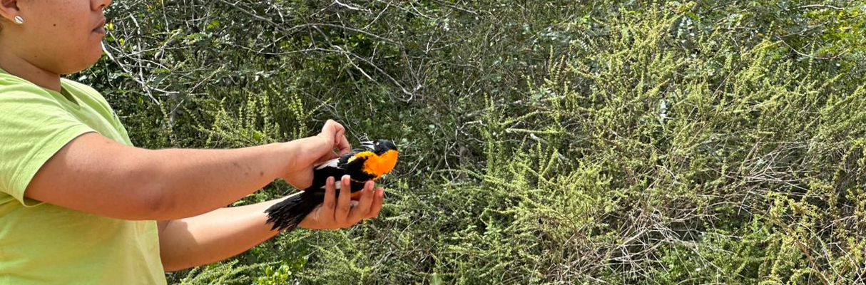 Soltura de aves silvestres - Foto - Acervo Bracell  (2)