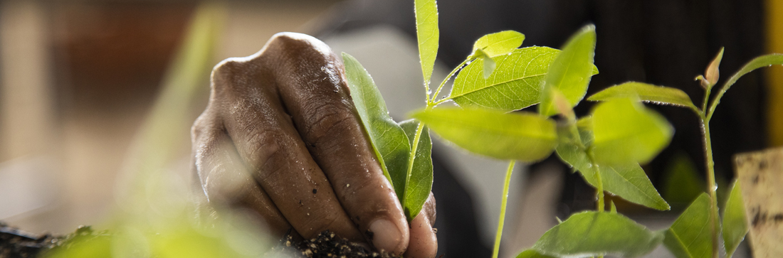 Suzano apoia iniciativas durante a COP30