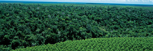 Suzano monitora áreas de plantação e de preservação na BA e ES