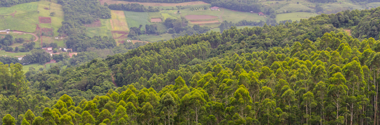 florestas nativa e plantada