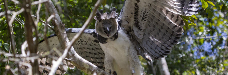 Harpia avistada em área da Veracel. Crédito: João Marcos Rosa