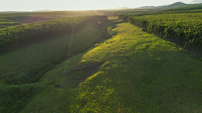 Veracel e Biomas anunciam projeto de restauração de florestas nativas